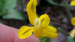 Corydalis curvisiliqua