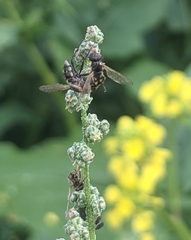 Entomophthora muscae