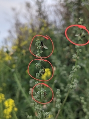 Entomophthora muscae