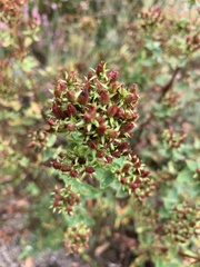 Hypericum