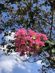 Angiospermae