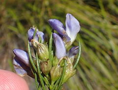 Psoralea diturnerae