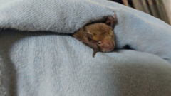 Pipistrellus abramus