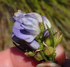 Psoralea diturnerae