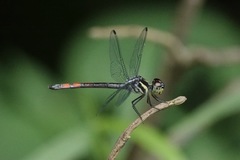 Nesoxenia lineata