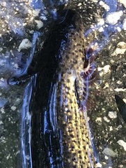 Siren lacertina