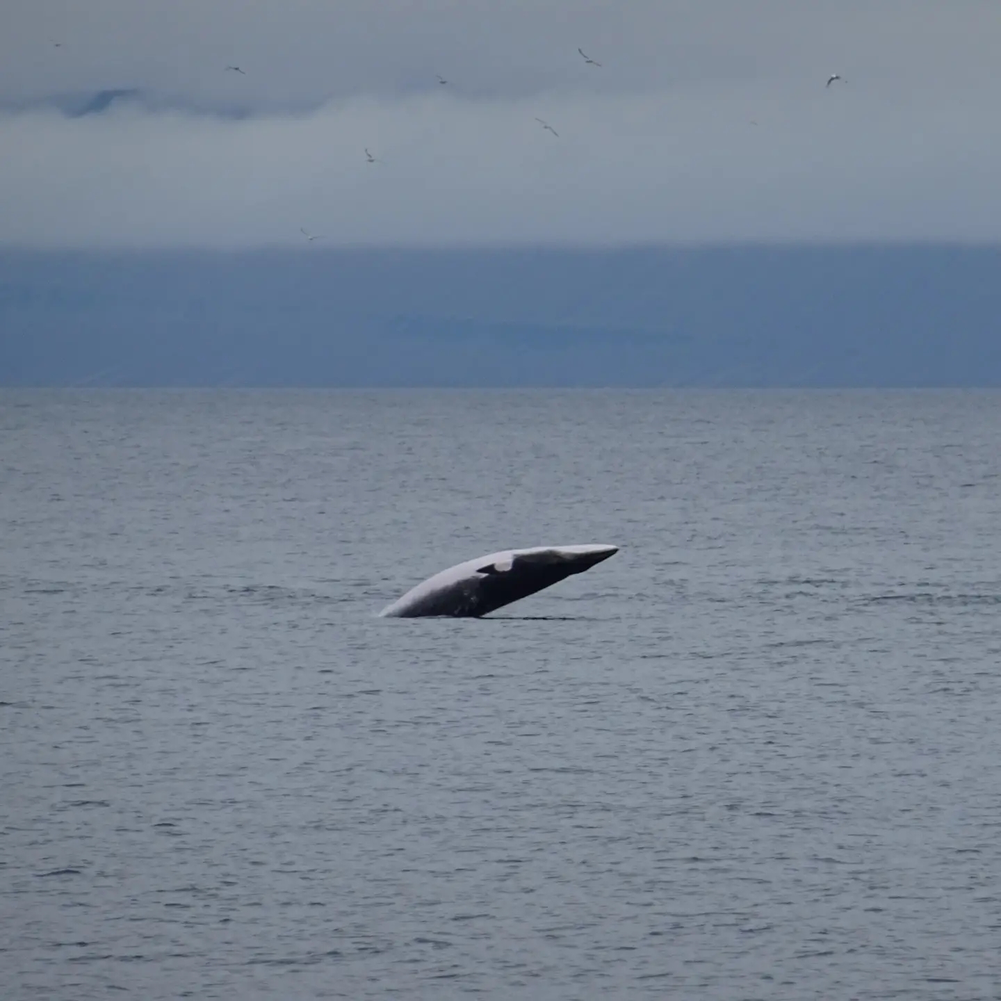 Balaenoptera acutorostrata<br>25 August, 2021