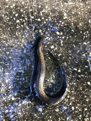 Siren lacertina
