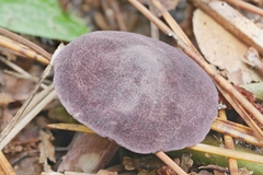 Entoloma violaceum