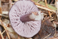 Entoloma violaceum