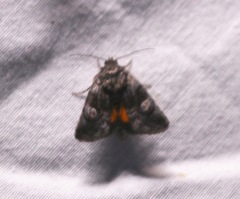 Copanarta aurea