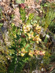 Penaea cneorum gigantea