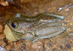 Boophis goudotii