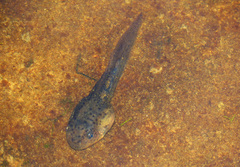 Boophis goudotii