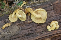 Entoloma violaceum