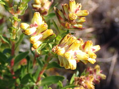 Penaea cneorum gigantea