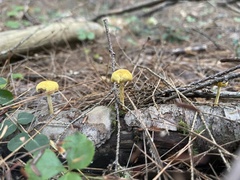 Cyptotrama chrysopepla