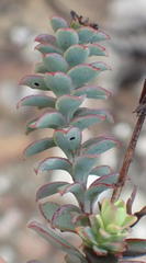 Osteospermum polygaloides polygaloides