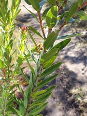 Penaea cneorum gigantea