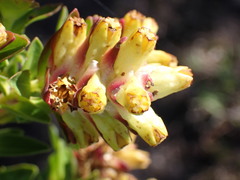 Penaea cneorum gigantea