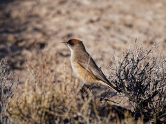 Muscisaxicola capistratus