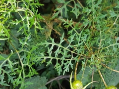 Centropogon dissectus