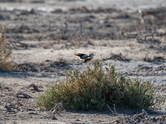 Neoxolmis salinarum