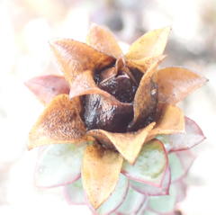 Osteospermum polygaloides polygaloides