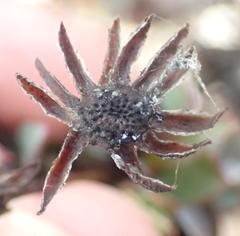 Osteospermum polygaloides polygaloides
