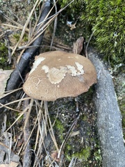 Porphyrellus sordidus