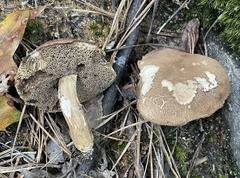 Porphyrellus sordidus