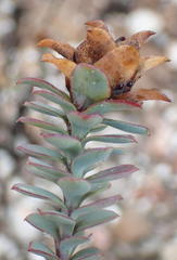 Osteospermum polygaloides polygaloides