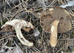 Porphyrellus sordidus