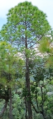 Pinus roxburghii