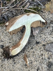 Porphyrellus sordidus