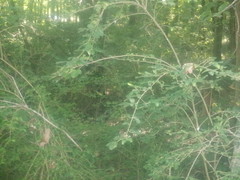 Ligustrum sinense