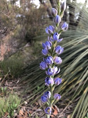 Thelymitra grandiflora