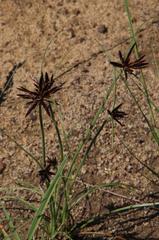 Cyperus rupestris rupestris