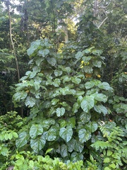Thespesia grandiflora