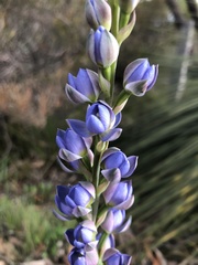 Thelymitra grandiflora