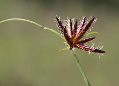 Cyperus rupestris rupestris
