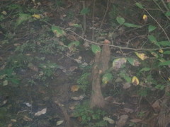 Taxodium distichum
