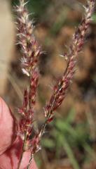 Melinis repens repens