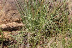 Melinis repens repens