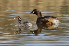 Australasian Grebe photo 6