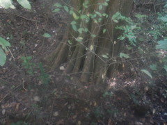 Taxodium distichum