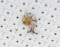 Protractiropa curacoae