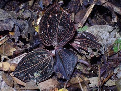 Anoectochilus