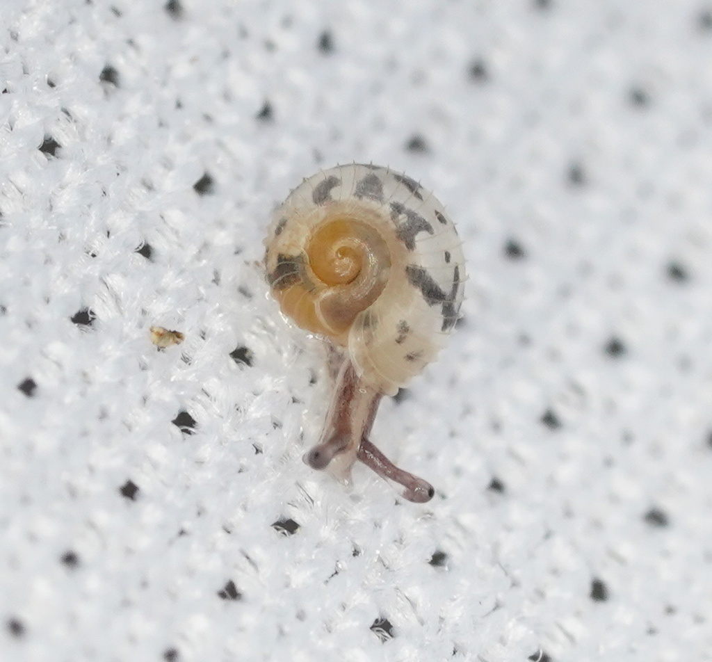 Protractiropa