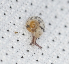 Protractiropa curacoae